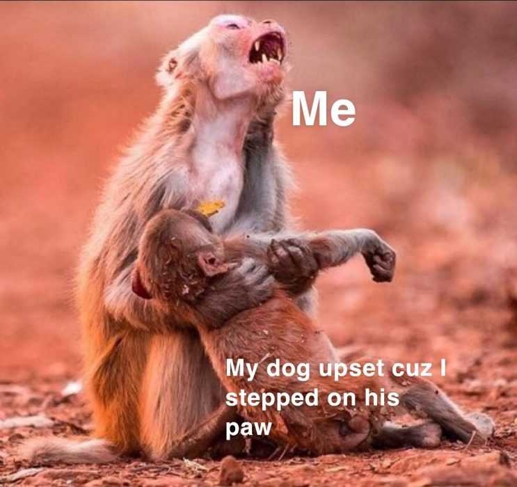 Animal Dog Upset