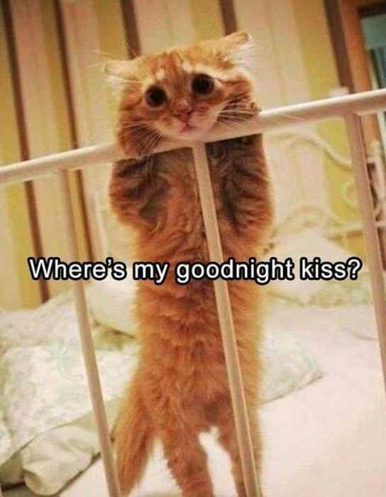 animal-kiss-goodnight