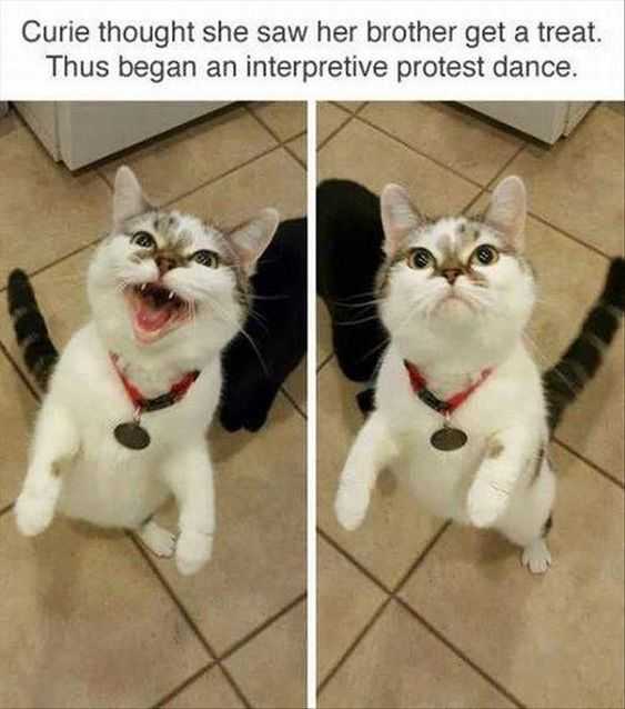 animal-protest-dance