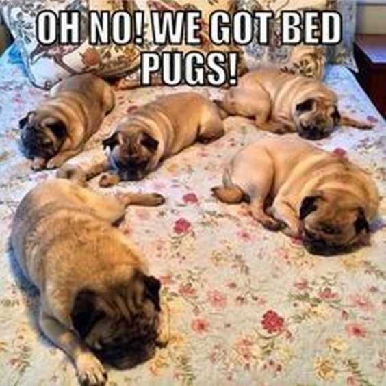 funny-bed-pugs