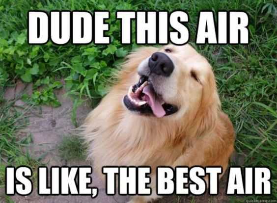funny-best-air