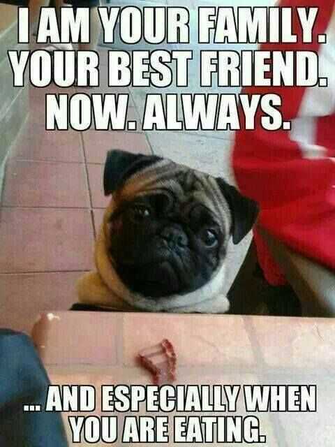 funny-best-friend-always