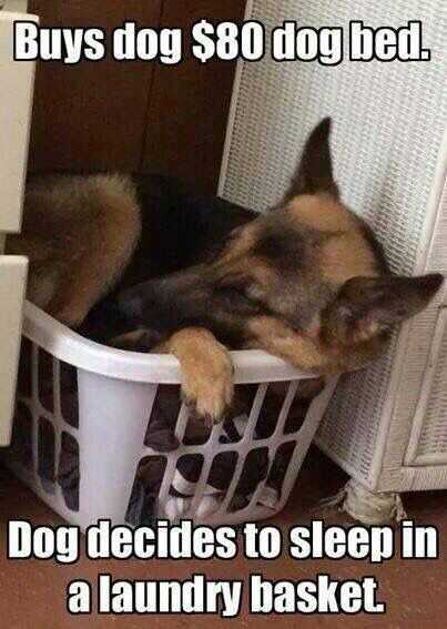 funny-buys-bed-80