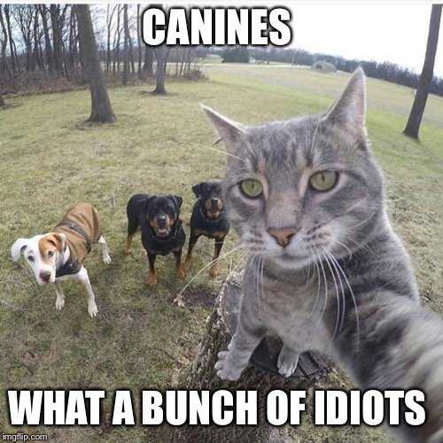 Funny Canines