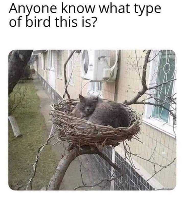 funny-cat-bird