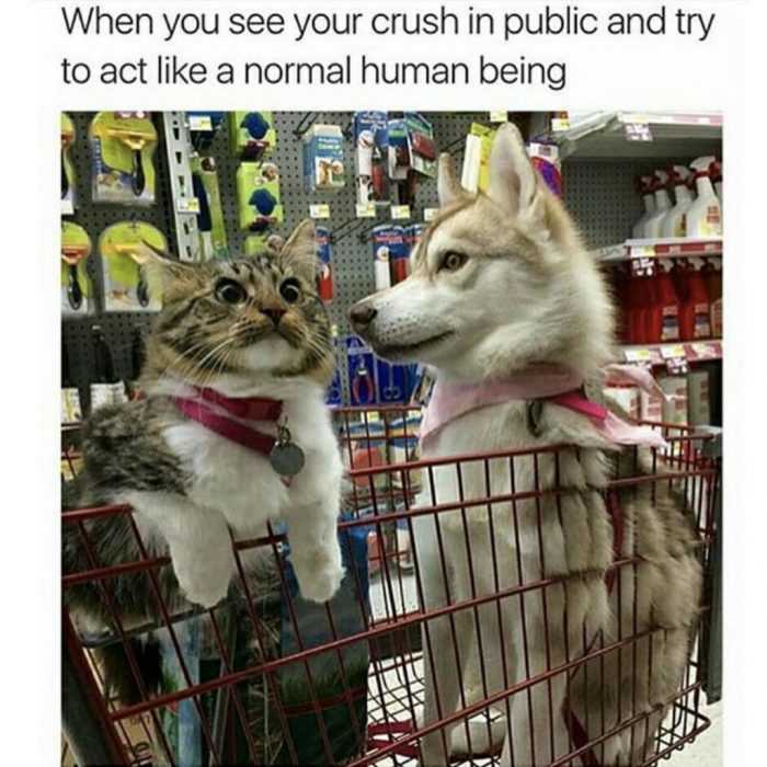 funny-crush-normal