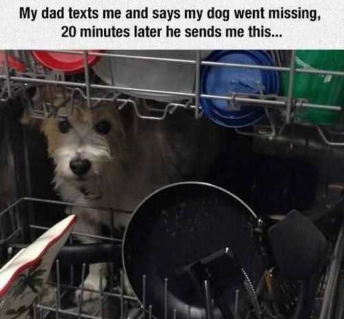 funny-dishwasher