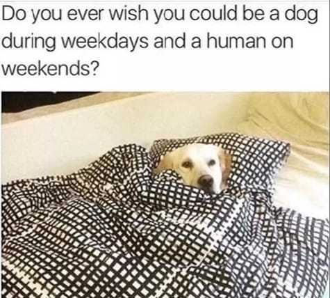 funny-dog-human
