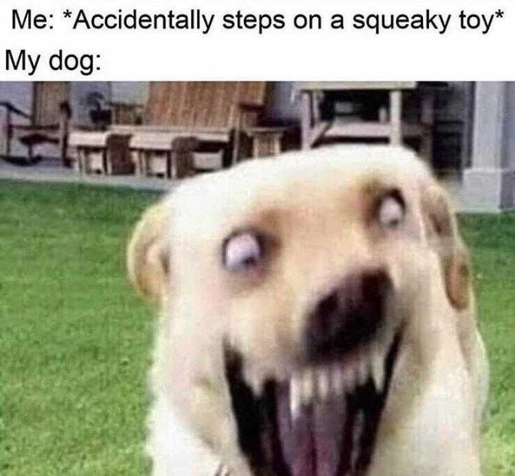funny-every-dog-ever