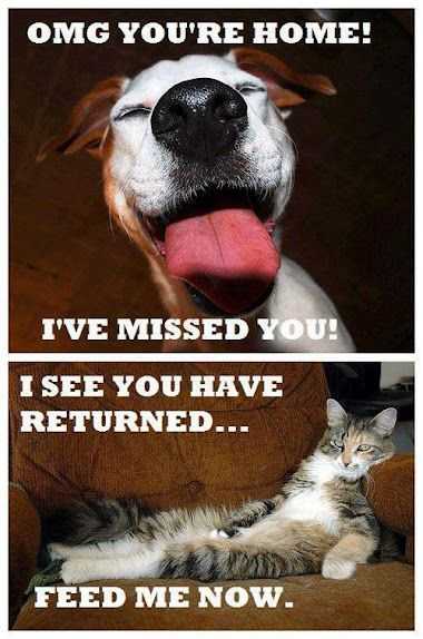 funny-feed-me-now