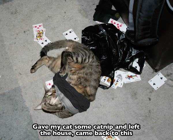 funny-gave-my-cat-catnip