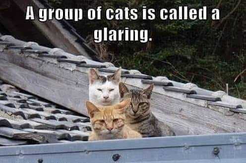 funny-glaring