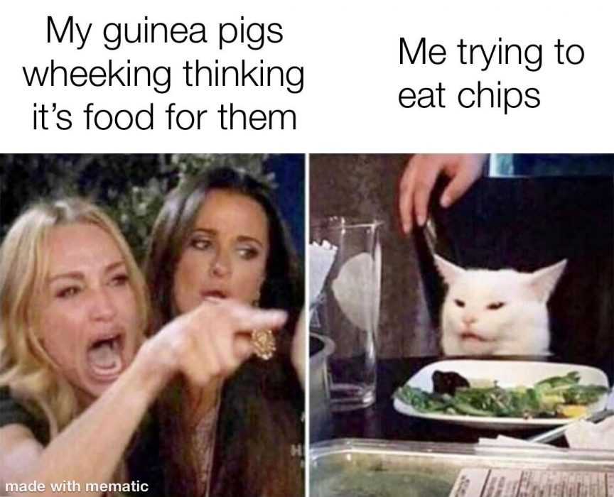funny-guinea-pigs