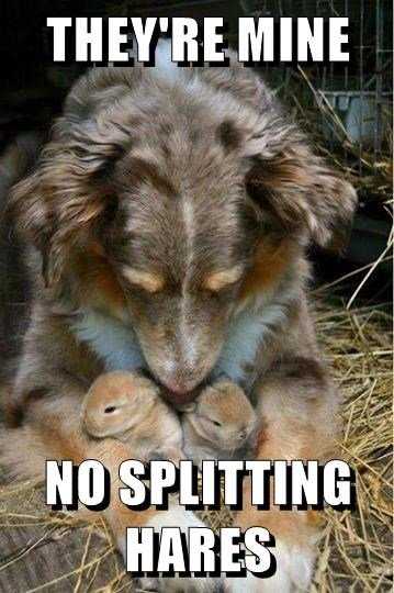 funny-hares