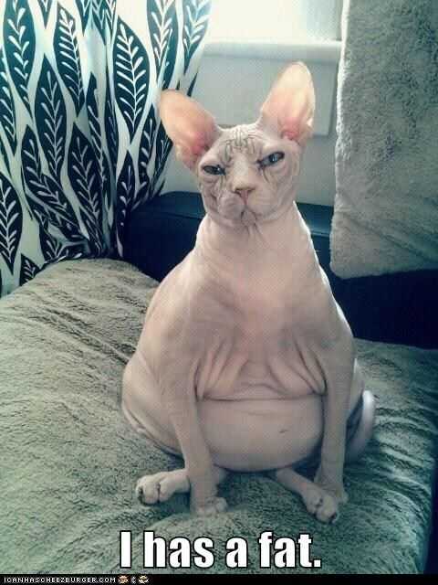 funny-has-a-fat