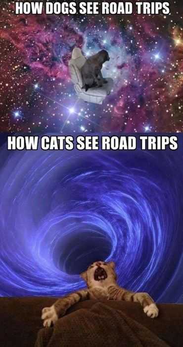 funny-how-cats