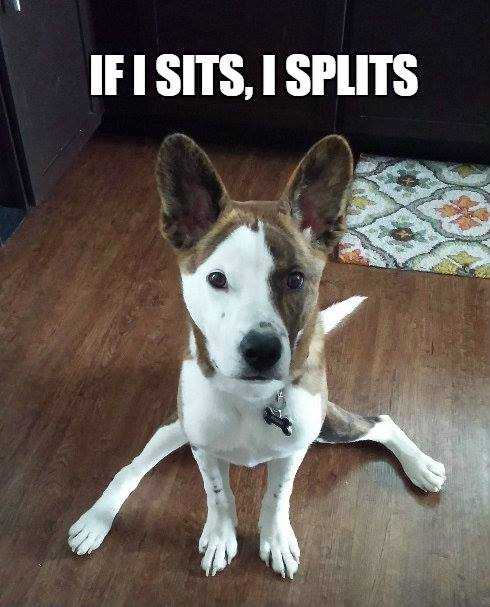 funny-i-splits
