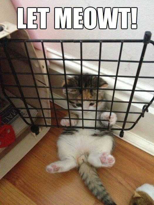 funny-let-me-owt
