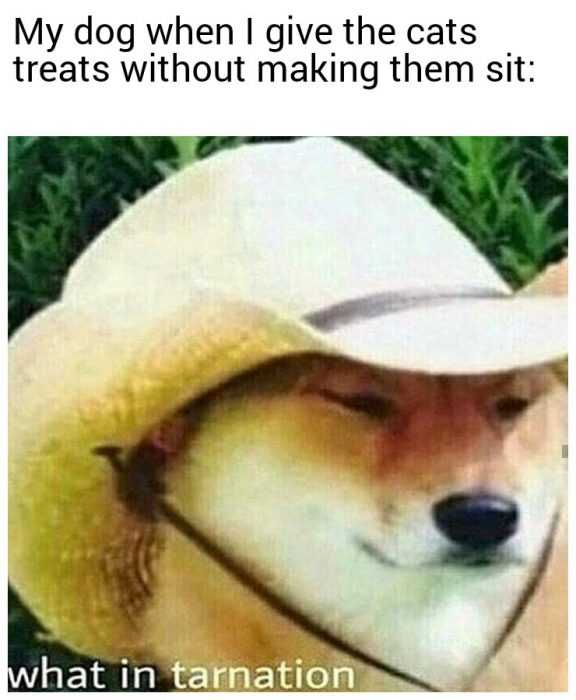 funny-making-them-sit