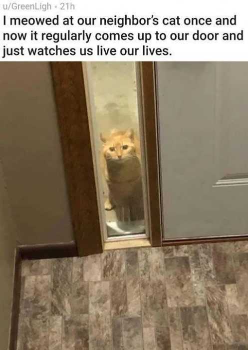 funny-meowed-lives