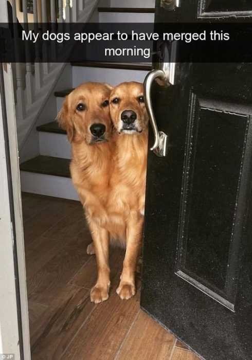 funny-merged