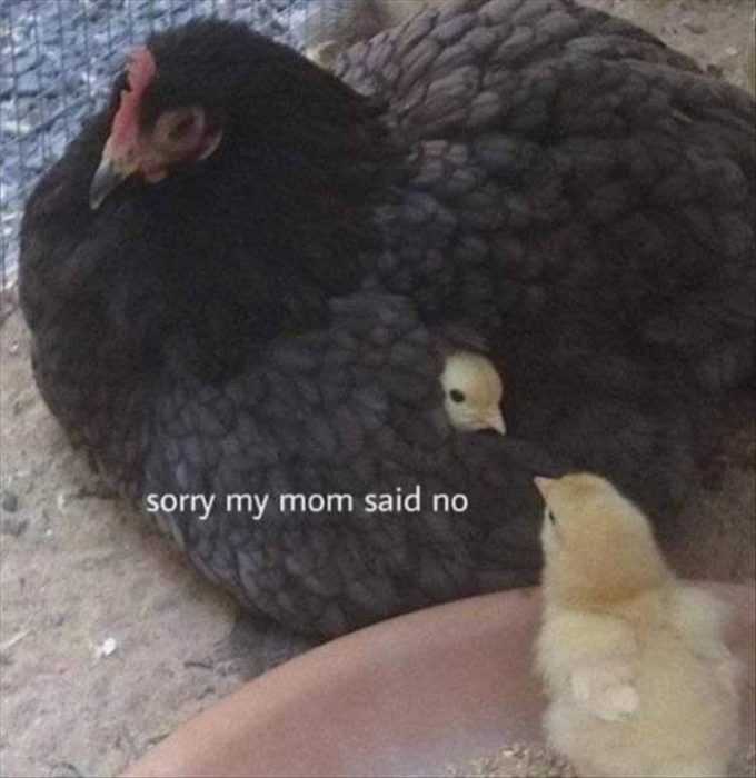 funny-mom-said-no