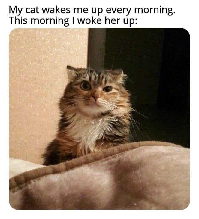 funny-morning-woke-her-up