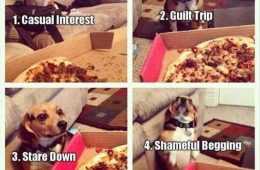 Funny Pizza Begging
