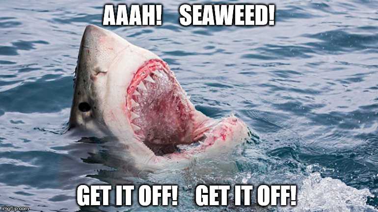 funny-seaweed-off