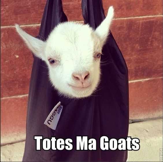 funny-totes