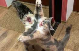 Funny Two Tango