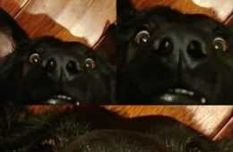 Funny Who Good Boy