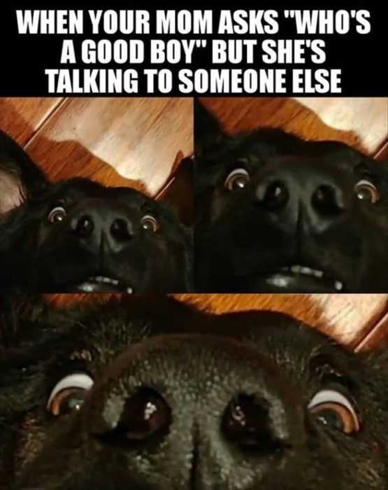 funny-who-good-boy