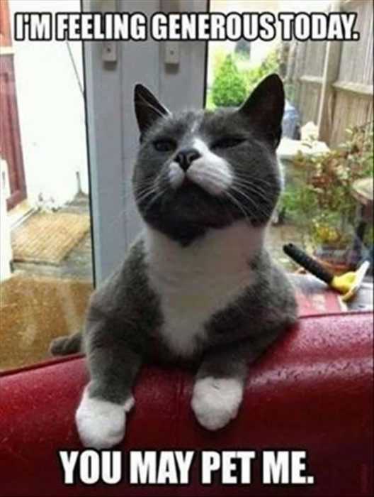 funny-you-may-pet