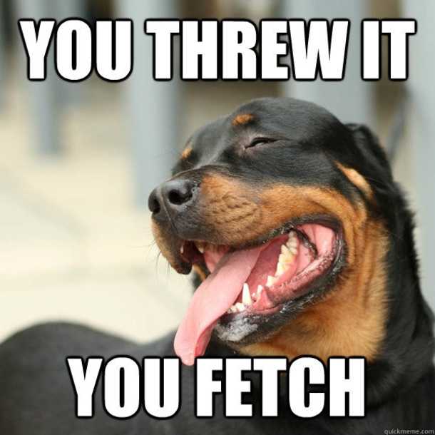 funny-you-threw-you-fetch
