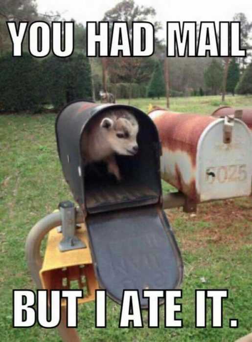 funy-had-mail