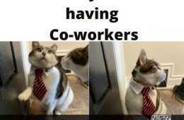 Quarantine Cat Memes  Owner Misses Coworkers
