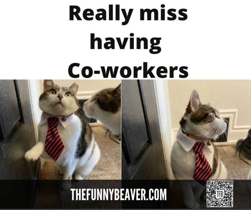 quarantine cat memes  owner misses coworkers