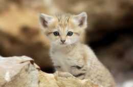 Animal Sand Kitten