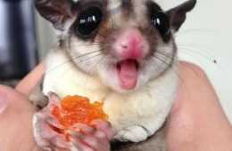 Baby Sugar Glider