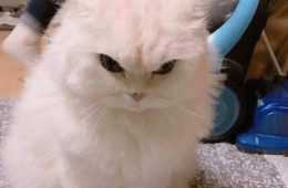 Cat Wont Feed You