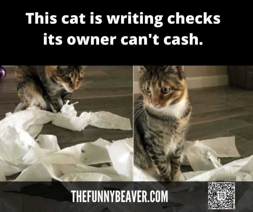 Funny Quarantine Cat Memes #QuarantineCats | The Funny Beaver - # ...