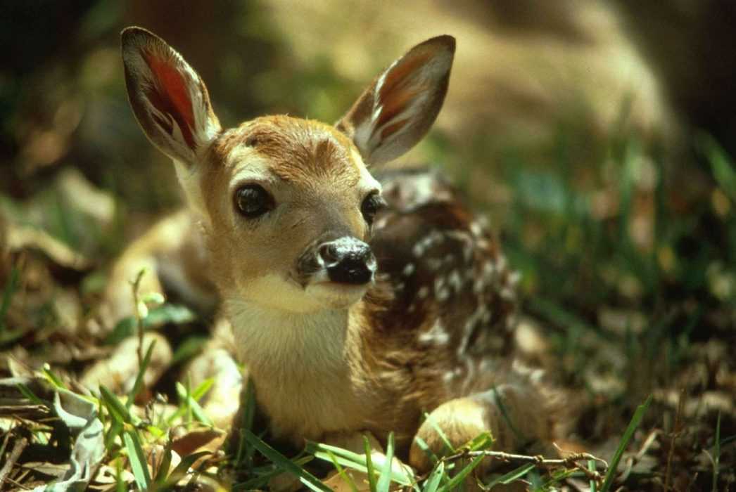 fawn baby