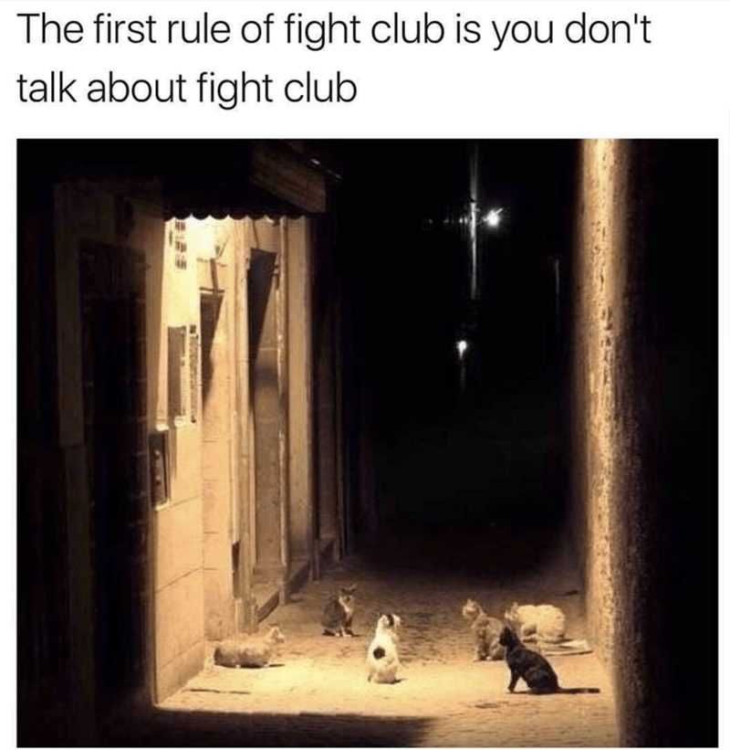 Funny Fight Club Cats