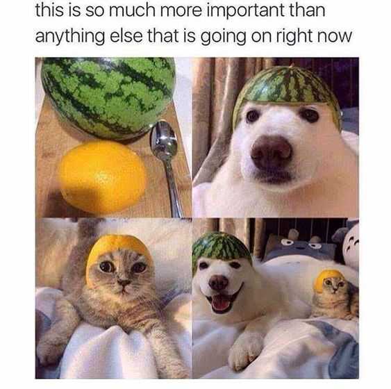 funny-important-than-melon