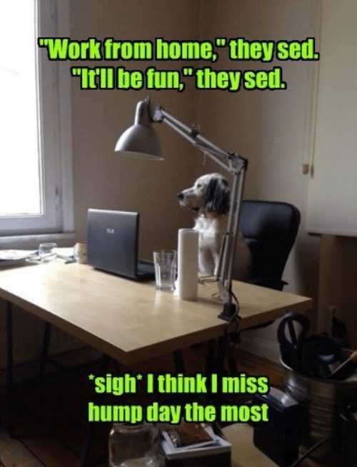 Funny Work From Home Memes The Funny Beaver