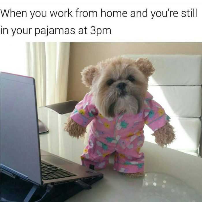 Funny Work From Home Memes The Funny Beaver