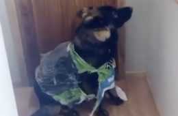 Quarantine Dogs Memes  I Didnt Do It
