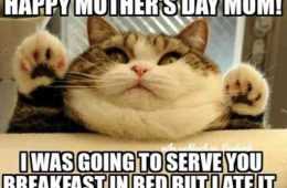 Mother'S Day Memes  Mom Meme About A Cat Saying He Was Going To Serve Her Breakfast In Bed But At It.