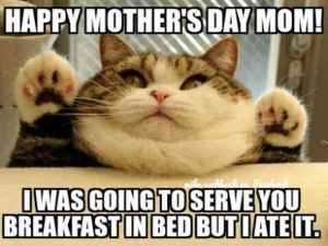 mother's day memes  mom meme about a cat saying he was going to serve her breakfast in bed but at it.